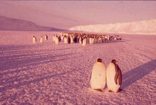 Emperor penguins