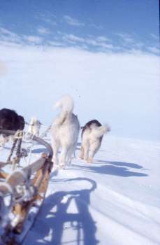 Puppies in training