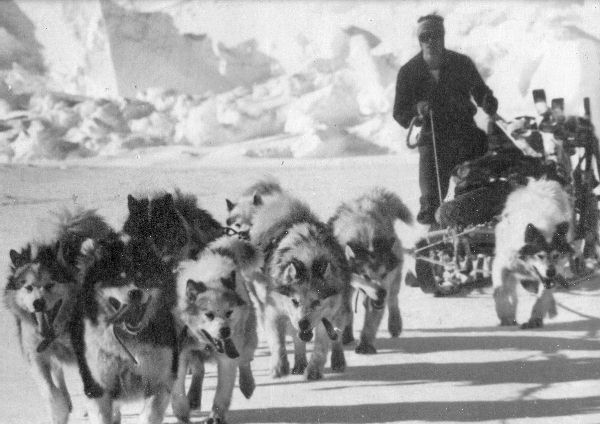 Hobbits dog team, 1970