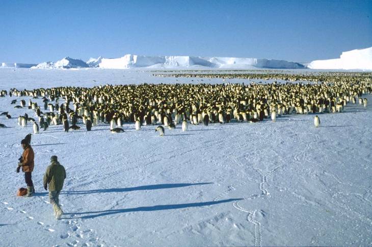 Emperor penguin rookery